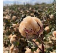 semi di cotone, da balcone resistenti Gossypium Herbaceum, Semi di perenni rare decorativi regali di resistenti all'inverno per balconi 200pcs