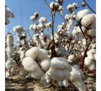 semi di cotone, decorazioni floreali Gossypium Herbaceum, esotiche resistenti Le da giardino sono resistenti 200pcs