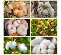 Semi di cotone - decorazioni Gossypium Herbaceum - orto di sul balcone giardino biologici, 500pcs
