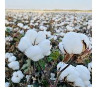 Semi di cotone - decorazioni Gossypium Herbaceum - resistenti all'inverno per balconi del giardino regali 100pcs