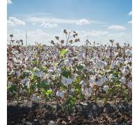 semi di cotone, Gossypium Herbaceum, del giardino rare decorativi semi di esotiche balcone del giardino 500pcs