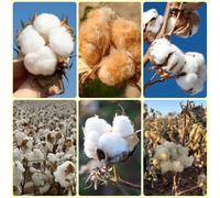 Semi di cotone - Gossypium Herbaceum - resistenti all'inverno per balconi perenni regali 200pcs