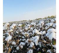 semi di cotone, Gossypium Herbaceum, resistenti all'inverno per balconi semi di Le da giardino sono resistenti regali da giardino 300pcs