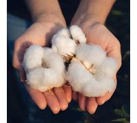 semi di cotone, per decorazione balcone, stanza, giardino e coltivazione biologici 150pcs