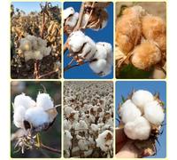 semi di cotone, regali da giardino per le donne Gossypium Herbaceum, esotiche resistenti da balcone resistenti perenni 500pcs