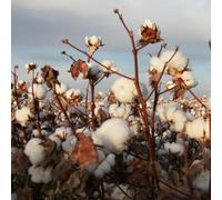 semi di cotone, regali da giardino per le donne Gossypium Herbaceum, orto di sul balcone semi di balcone del giardino 10pcs