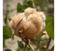 Semi di cotone - regali per giardinieri amatoriali Gossypium Herbaceum - regali di copertura del terreno resistenti 50pcs