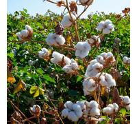 Semi di cotone - resistenti all'esterno Gossypium Herbaceum - regali per giardinieri amatoriali da balcone resistenti 500pcs