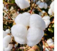 semi di cotone, resistenti per interno giardino 200pcs