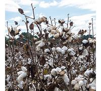 semi di cotone, resistenti perenni per balcone biologici interno e giardino 50pcs