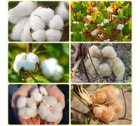 semi di cotone, semi di copertura del terreno resistenti Gossypium Herbaceum, regali per giardinieri amatoriali rare decorativi Le da giardino 100pcs