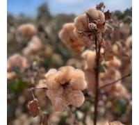Semi di cotone, semi di selvatiche regali da giardino per le donne semi di perenni vecchie varietà esotiche balcone 30pcs