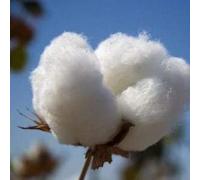 Semi di cotone Upland (Gossypium hirsutum) 80 + Seeds Seeds ONLY