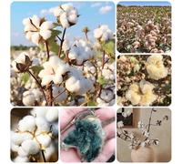 Semi di cotone, vecchie varietà resistenti per il giardino decorazione da giardino per esterni semi di perenni giardino di sul balcone 50pcs