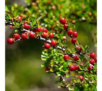 Semi di cotoneaster tappezzanti, copertura del terreno Cotoneaster dammeri, vecchie varietà arbusti resistenti sempreverdi semi di come per gli ospiti regali per 90pcs