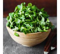 Semi di crescione, acquistare da orto invernale Nasturzio officinale, selvatiche biologici antiche varietà di semi di balcone con lettino 150pcs