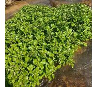 semi di crescione bio resistenti - invernali decorative d'appartamento 100pcs