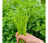 semi di crescione biologici, balcone decorativi resistenti per il giardino 300pcs