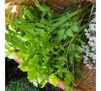 semi di crescione di giardino sul balcone rampicanti da giardino roccioso orto biologico balcone con serra interna copertura del terreno orticole 50pcs