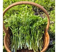 semi di crescione giardino sul balcone semi di aromatiche raro invernali microgreens verdi vecchie varietà aromatiche da cucina sostenibili 600pcs