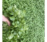 Semi di crescione, Nasturzio officinale rampicanti balcone con interna giardino roccioso vecchie varietà antiche varietà biologico 80pcs