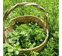 Semi di crescione perenni, giardino aromatiche semi di invernali per aiuole rialzate resistenti per il giardino regali sostenibili sul balcone 30pcs