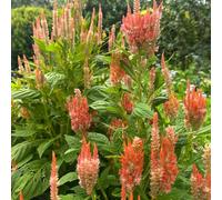 Semi di cresta di gallo, Celosia decorazioni per esterni, resistenti per il giardino con selvatici, 650pcs
