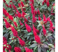 Semi di cresta di gallo - Celosia, per il giardino resistenti al pieno sole decorative, selvatici, 700pcs