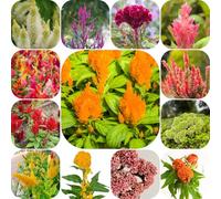 Semi di cresta di gallo - resistenti per giardini rocciosi copertura del terreno autunnali resistenti per gli amanti del giardino semi selvatici 1200pcs