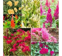 semi di cresta di gallo - semi esotici per giardino balcone giardino perenni resistenti resistenti per la copertura perenne 1500pcs