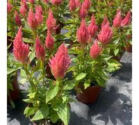 Semi di cresta di gallo - semi resistenti per giardini rocciosi autunnali resistenti selvatici raro esotico per gli amanti del 800pcs