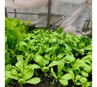 Semi di crisantemo Coronarium, balcone crisantemo commestibili, resistenti per il giardino biologici 600pcs