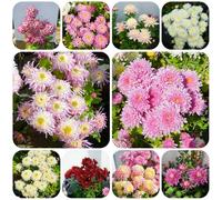 semi di crisantemo resistenti - per esterni, perenni alla copertura del terreno decorative per il giardino 420pcs