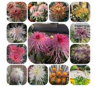 semi di crisantemo resistenti, tappezzanti del terreno da balcone di primaverili esotiche per la decorazione 800pcs