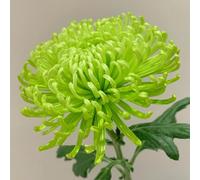 Semi di crisantemo, semi di campo da balcone resistenti regali da giardino per le donne Le da giardino 200pcs