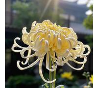 Semi di crisantemo, semi di d'appartamento Semi di perenni esotiche regali sostenibili per luoghi soleggiati 350pcs