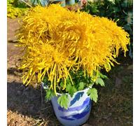 semi di crisantemo semi di serre da balcone per luoghi soleggiati raro resistenti per giardini rocciosi da balcone come bomboniera gli amanti del 600pcs