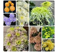 Semi di crisantemo, semi di vecchie varietà da giardino roccioso per luoghi soleggiati d'appartamento serre da balcone decorazione del soggiorno 120pcs