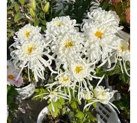 semi di crosantimo - decorazione balcone resistente ombra resistente balcone al sole Bee Meadow - semi di crosantimo perenni rari per 1250pcs