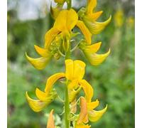 semi di Crotalaria esotico, raro, biologico selvatiche giardino di resistenti verdi vecchie varietà resistenti per giardini rocciosi prodotti 250pcs