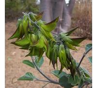semi di Crotalaria vecchie varietà esotico, raro, biologico resistenti verdi resistenti per giardini rocciosi balcone giardino di 450pcs