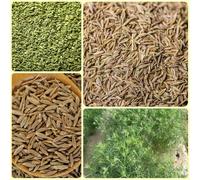 Semi di cumino biologici, Cuminum cyminum, balcone, balcone 250pcs
