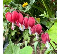 Semi di cuore sanguinante, rare Dicentra spectabilis, giardino regali sostenibili semi di regali per gli amanti 500pcs