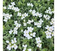 semi di cuscino blu per la copertura del terreno, appartamento, perenne, esotiche esterno, vecchie varietà 350pcs