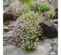 semi di cuscino blu per la copertura del terreno, appartamento, selvatici, esotiche resistenti, balcone 300pcs