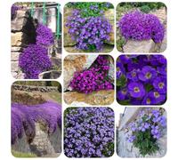 semi di cuscino blu - resistenti tappezzanti selvatici esotiche balcone 850pcs