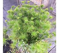 Semi di Cyperus Papyrus, resistenti da balcone semi di selvatiche stagno del cipero, perenni per luoghi 400pcs