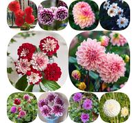 Semi di dalia - resistenti per giardini rocciosi semi di come bomboniera per i luoghi soleggiati resistenti d'appartamento esotiche rialzata rara 600pcs