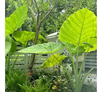 semi di d'appartamento orecchio di elefante, resistenti per la decorazione del giardino 50pcs