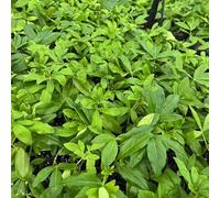 semi di d'arancio - recisi balcone Choisya ternata biologici per esterno decorative decorazioni giardino per esterni Giardino 300pcs